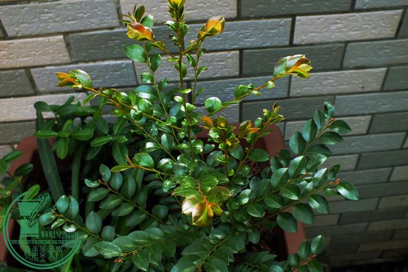 DSCF2600.JPG