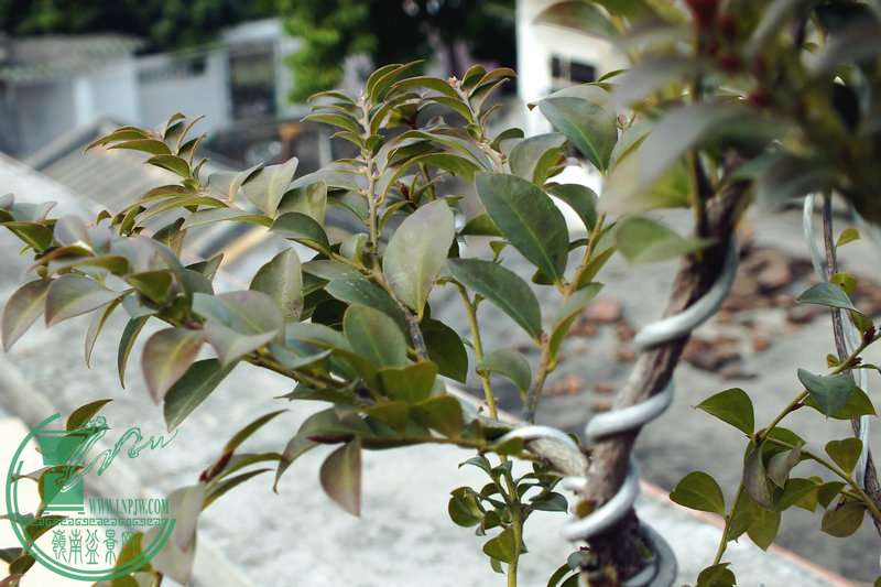 DSCF2601.JPG