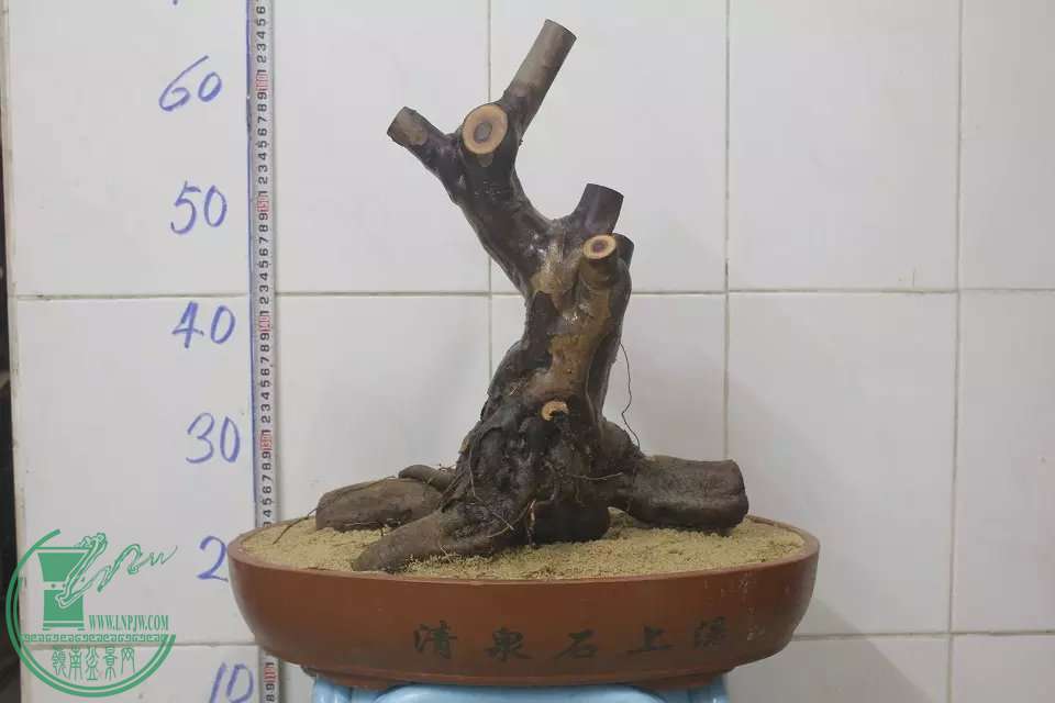 psb (2).jpg
