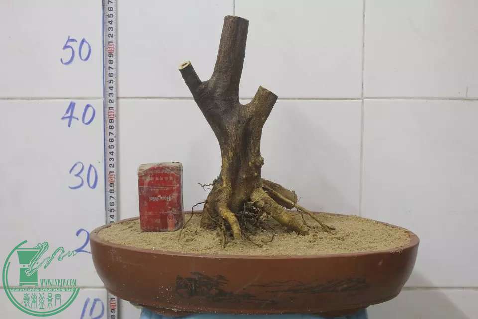 psb (1).jpg