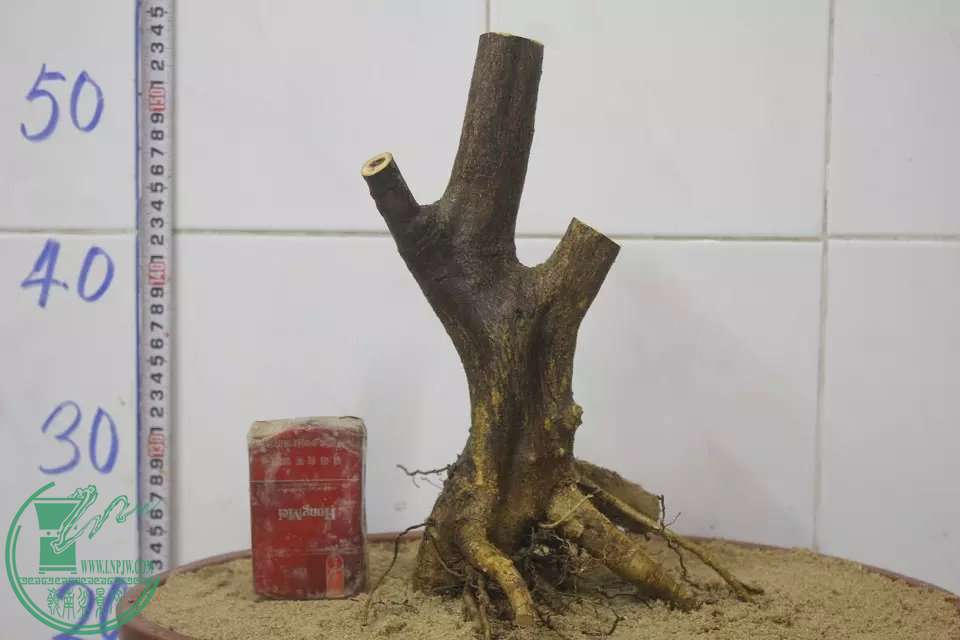 psb (3).jpg