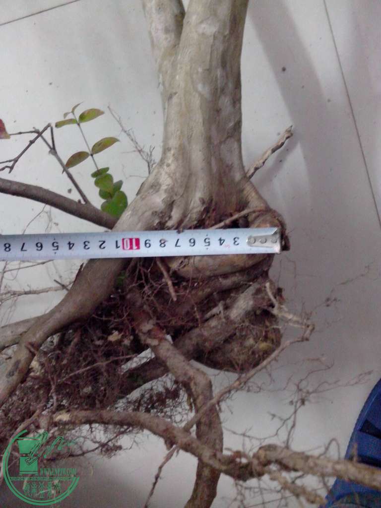 IMG20151229028.jpg