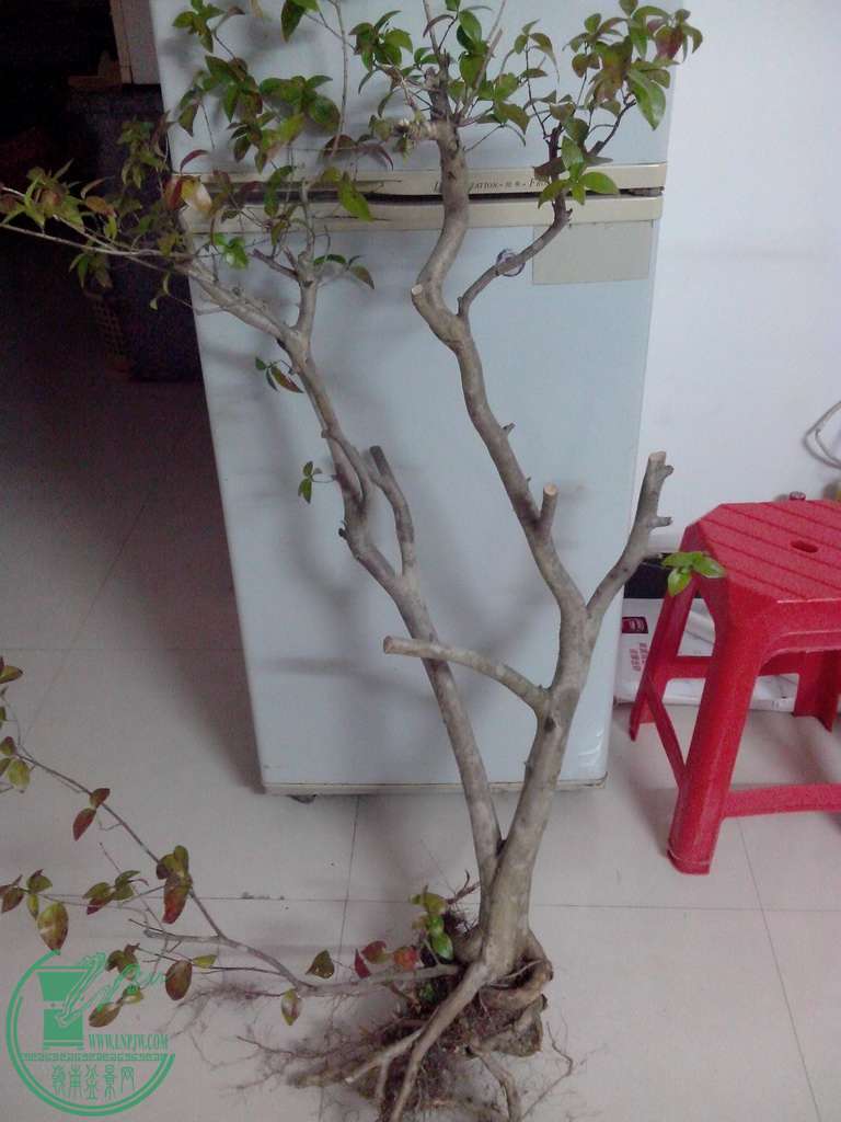IMG20151229030.jpg