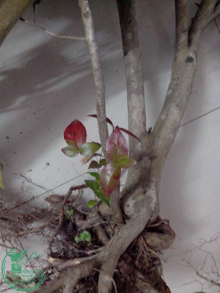 IMG20151229041.jpg
