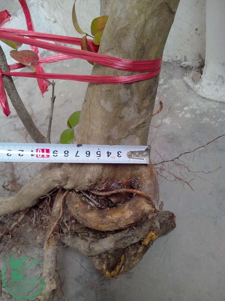 IMG20151230006.jpg
