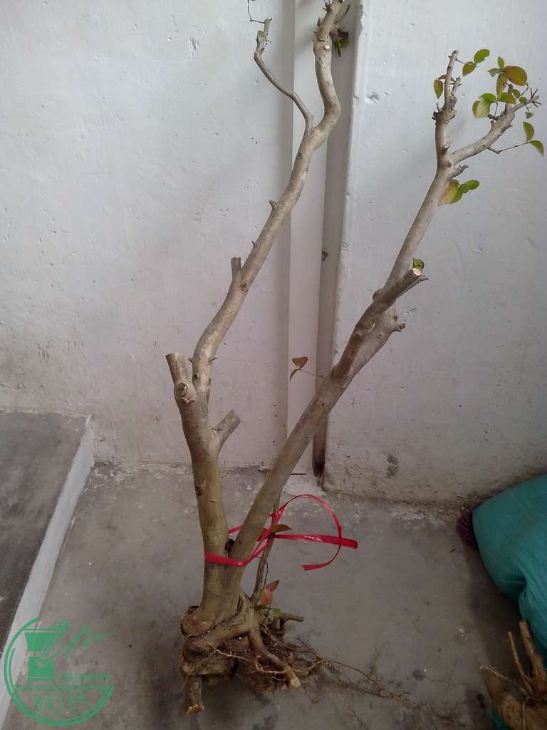 IMG20151230009.jpg