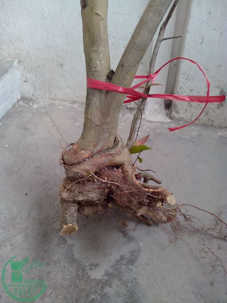 IMG20151230010.jpg