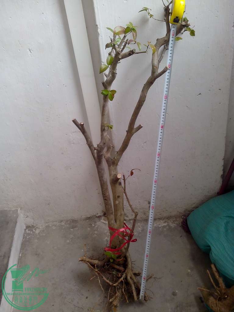 IMG20151230012.jpg