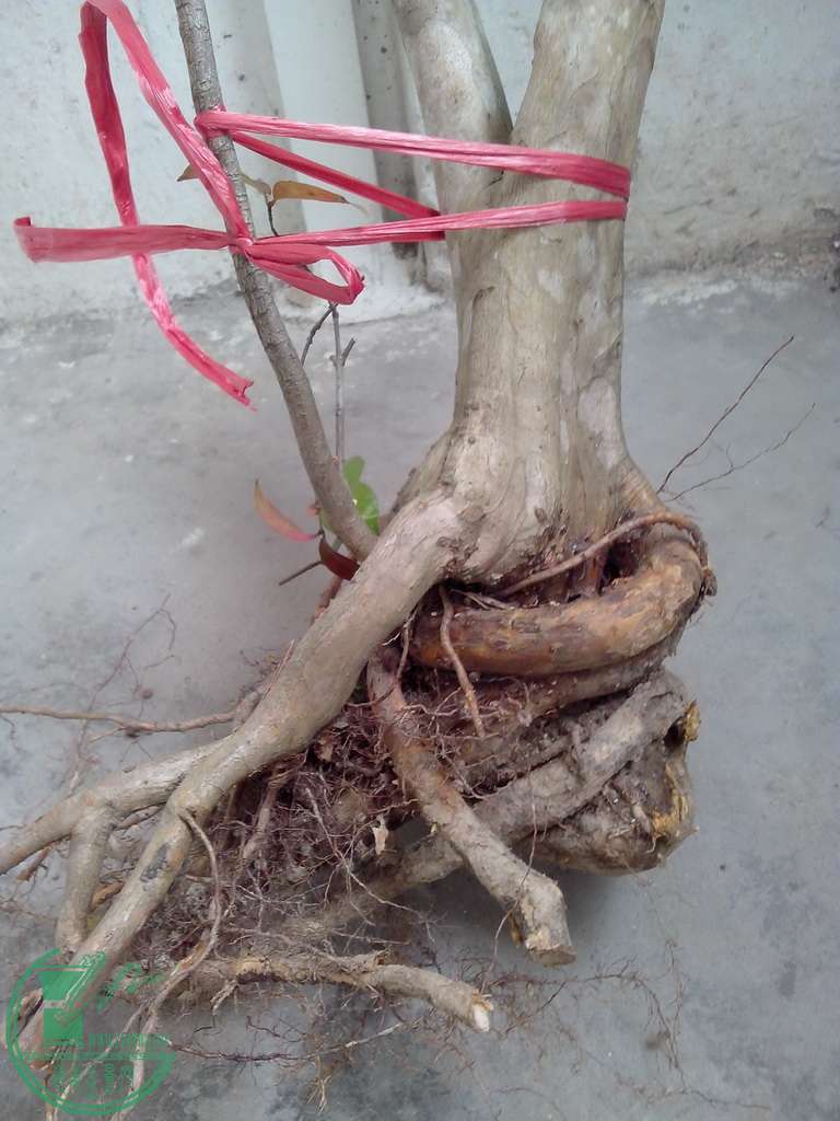 IMG20151230013.jpg