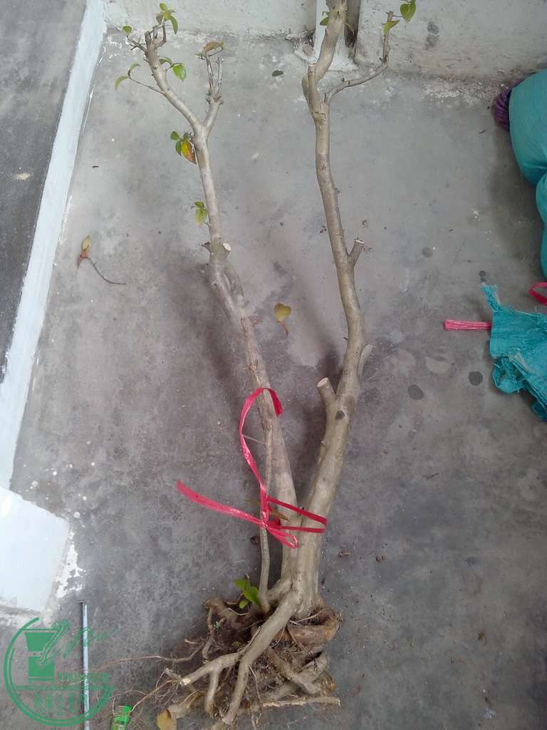 IMG20151230026.jpg