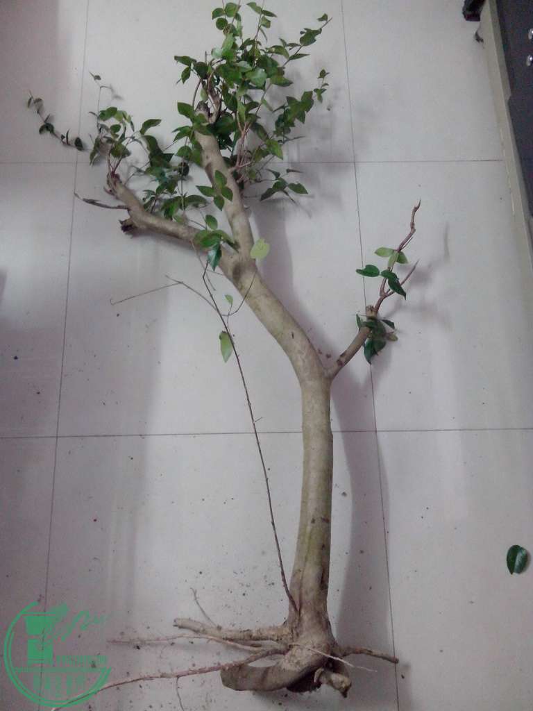 IMG20151229036.jpg