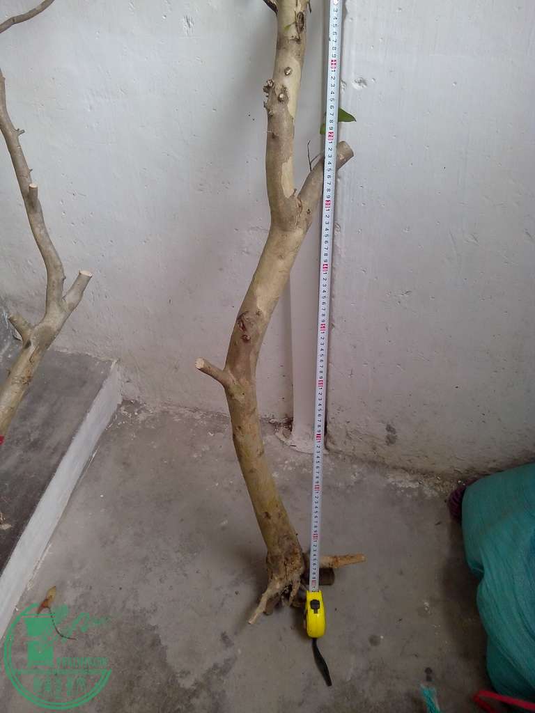 IMG20151230018.jpg