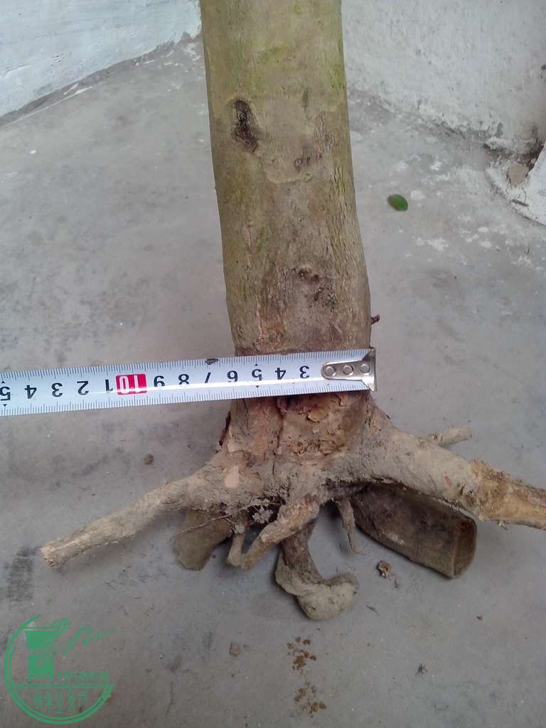 IMG20151230019.jpg