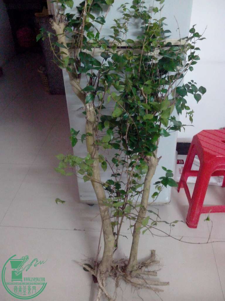 IMG20151229034.jpg