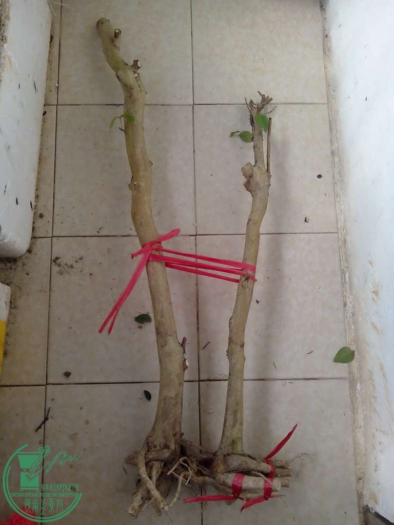 IMG20151230004.jpg