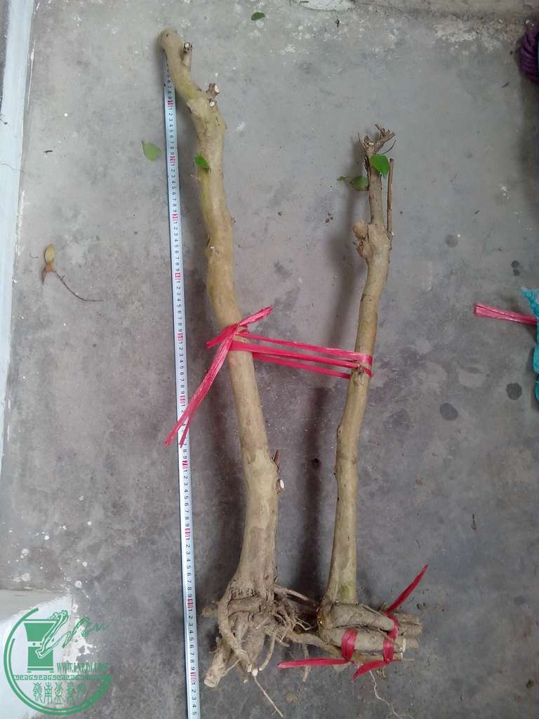 IMG20151230030.jpg