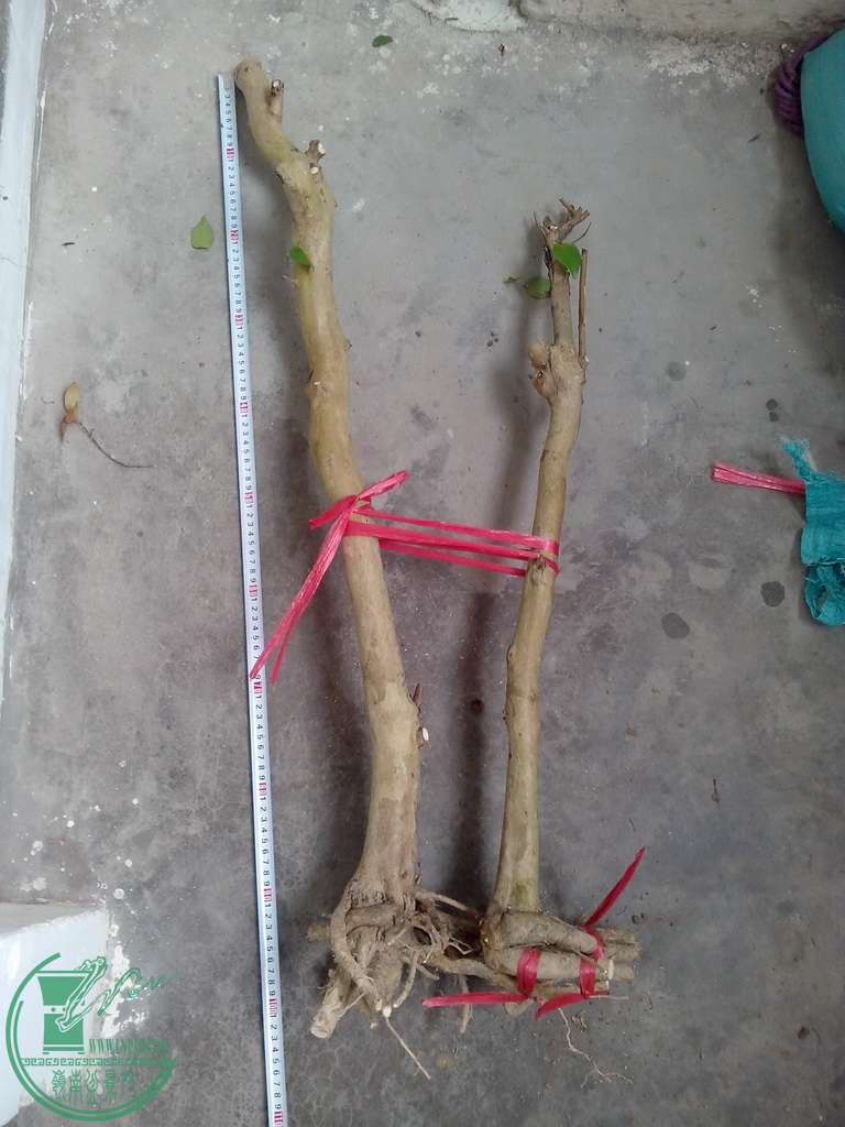 IMG20151230031.jpg