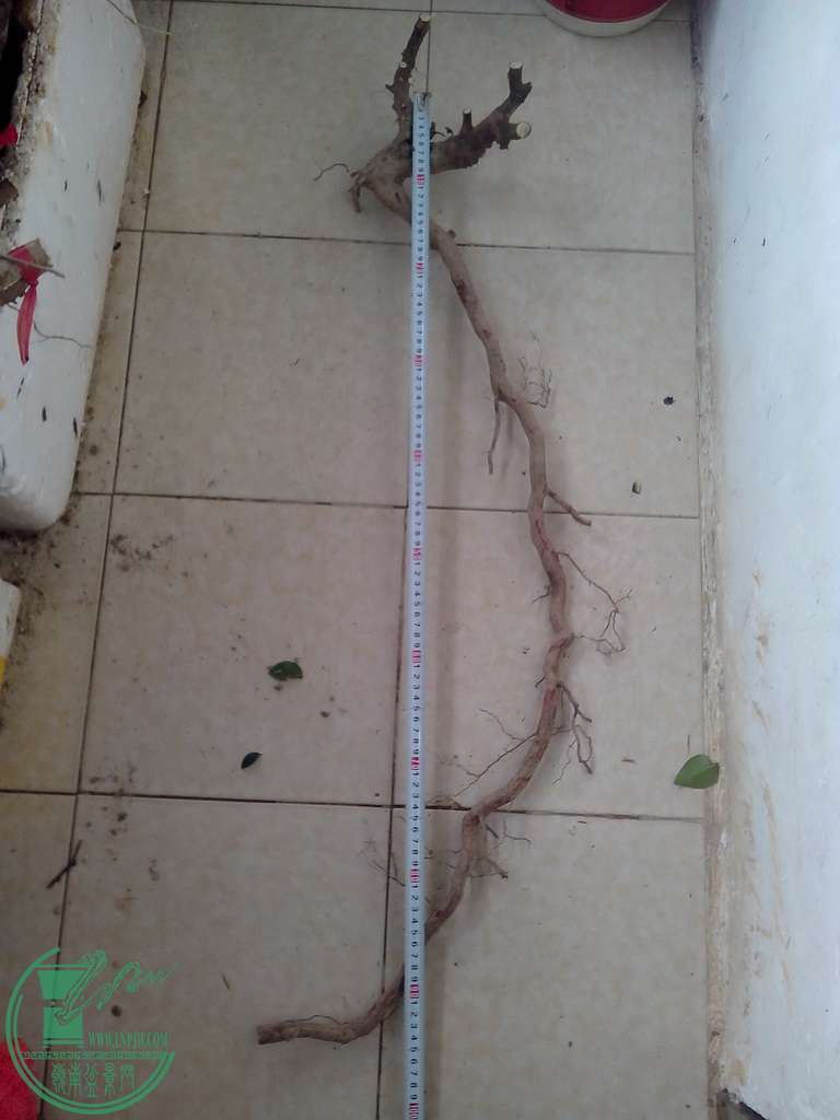 IMG20151230036.jpg
