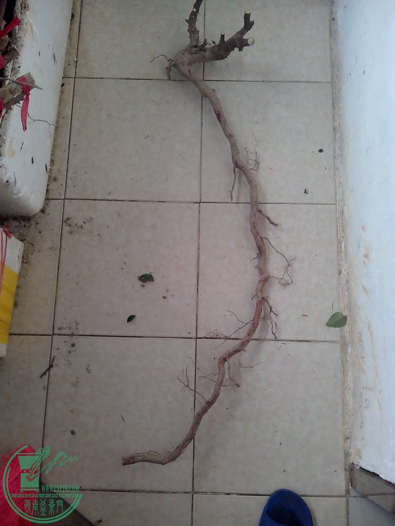 IMG20151230038.jpg
