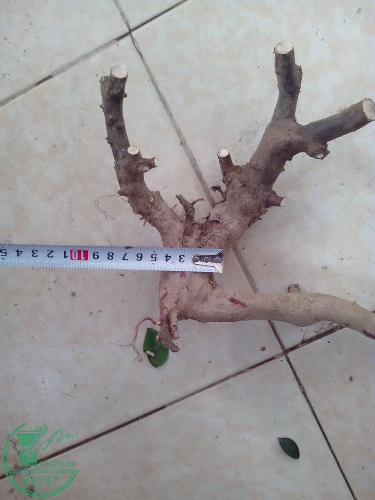 IMG20151230041.jpg