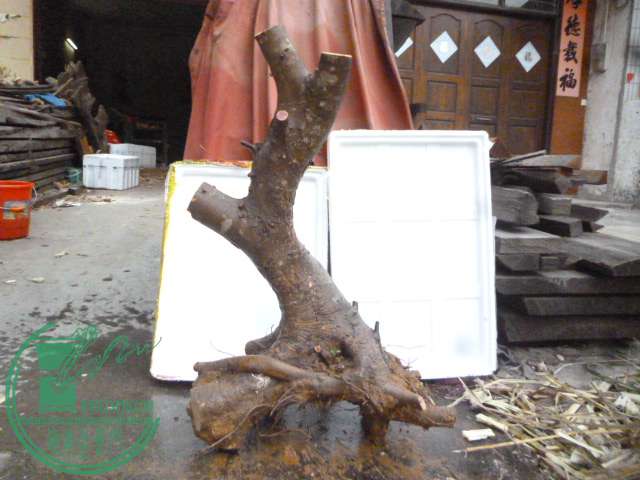 P1150709.JPG