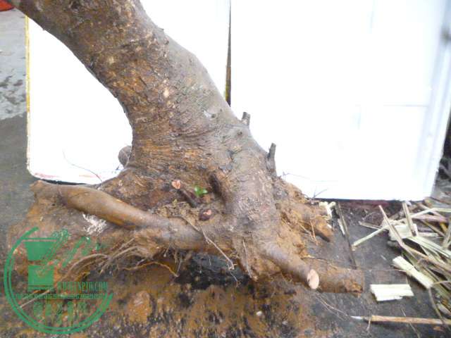 P1150712.JPG