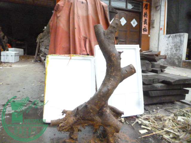 P1150716.JPG