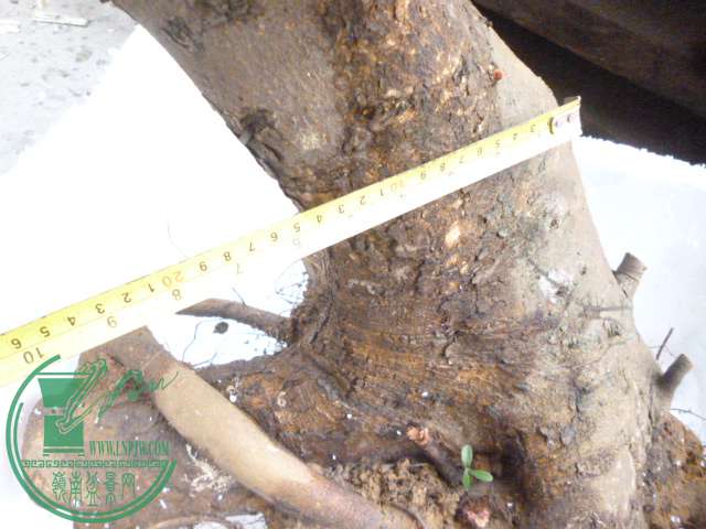 P1150726.JPG