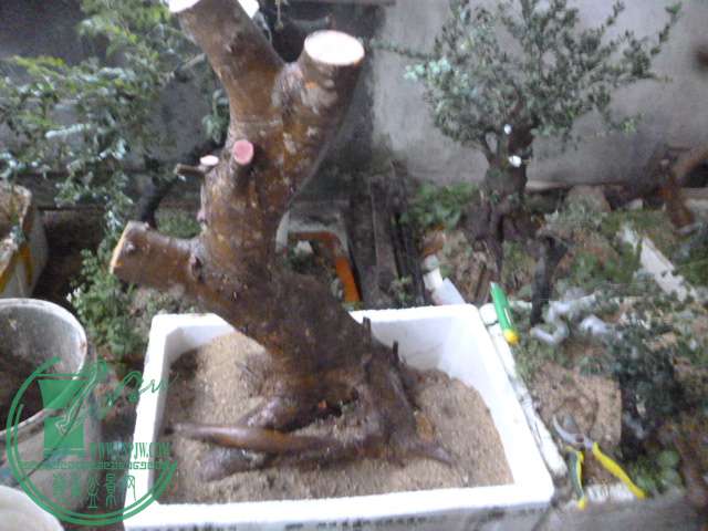 P1150730.JPG