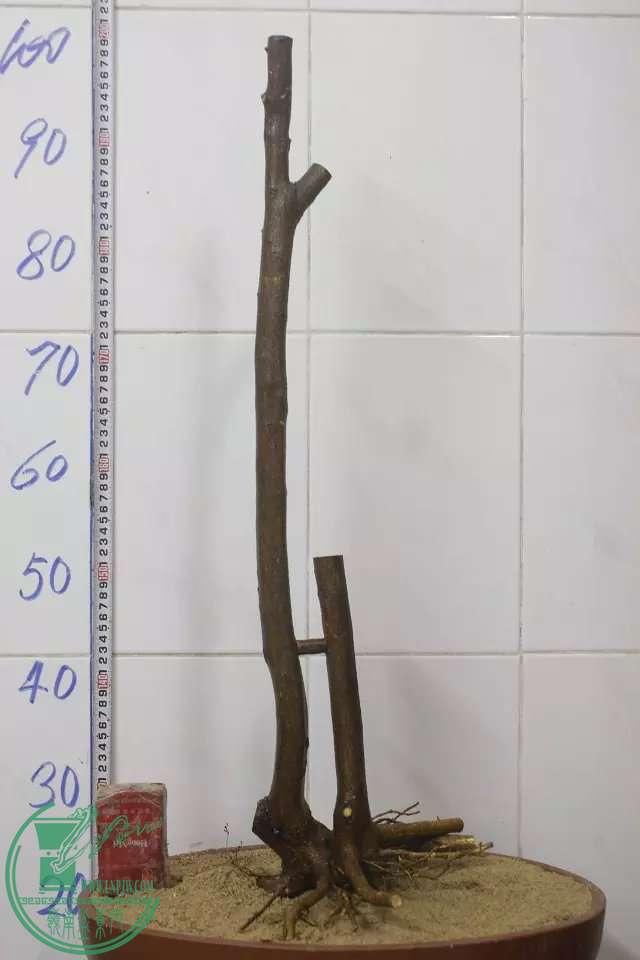 psb (1).jpg