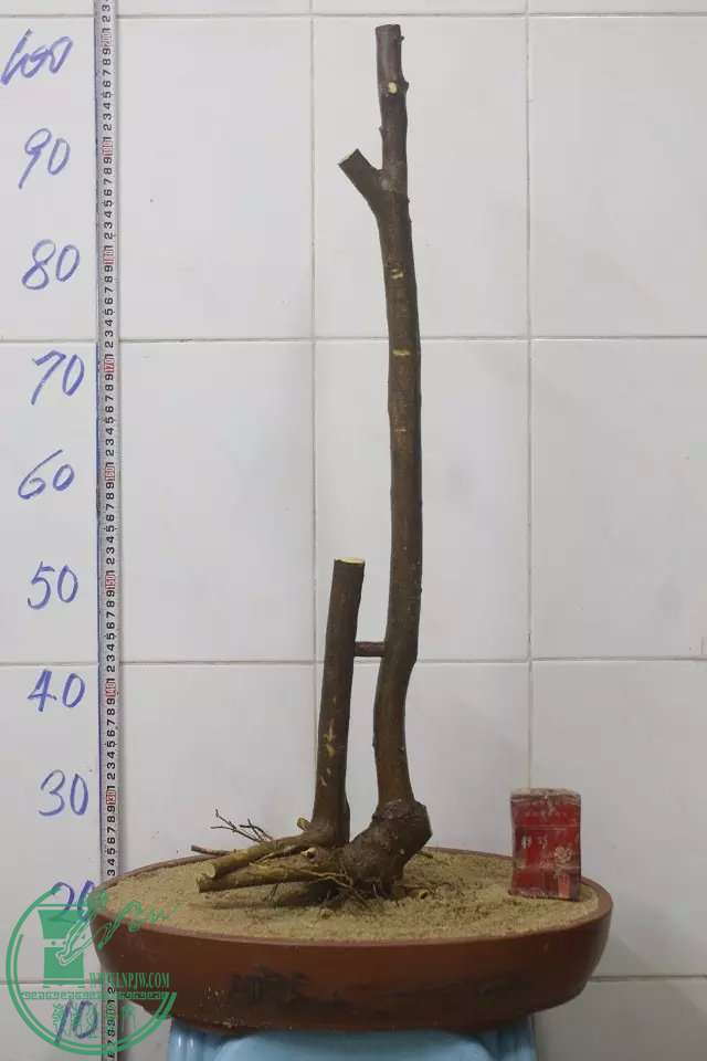 psb (3).jpg