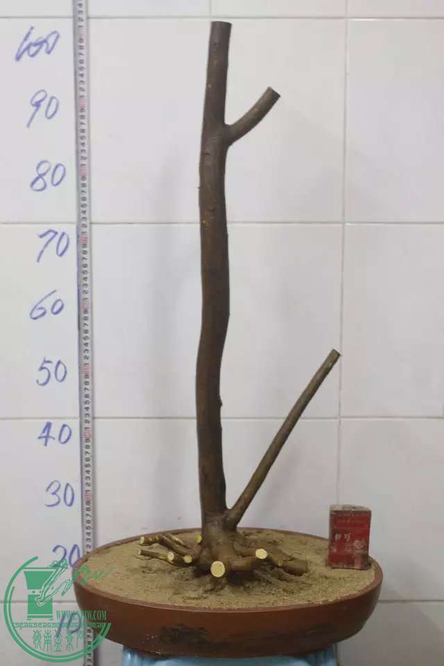 psb (8).jpg