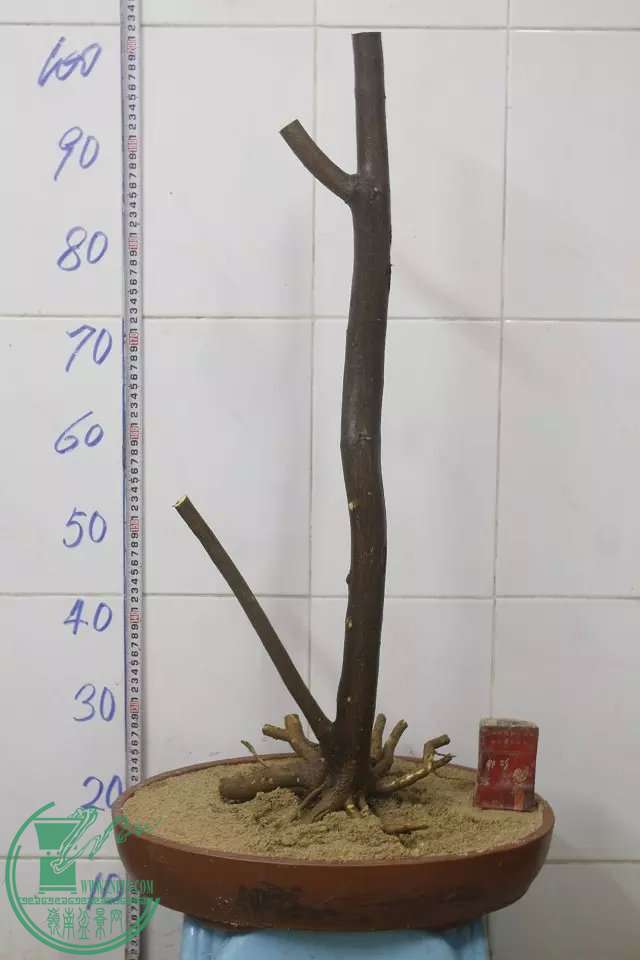 psb (9).jpg