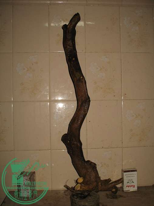003.JPG