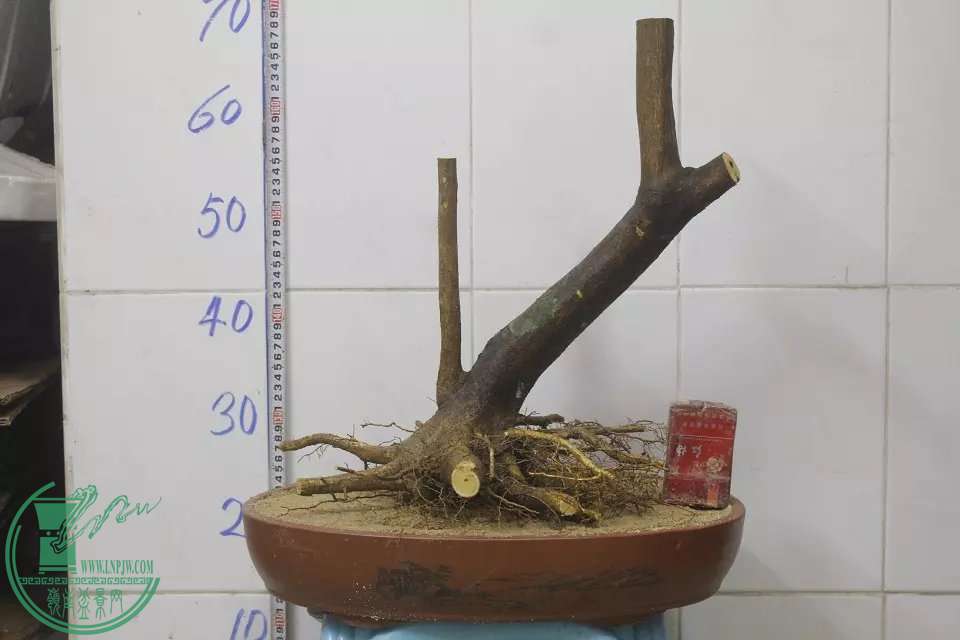psb (2).jpg