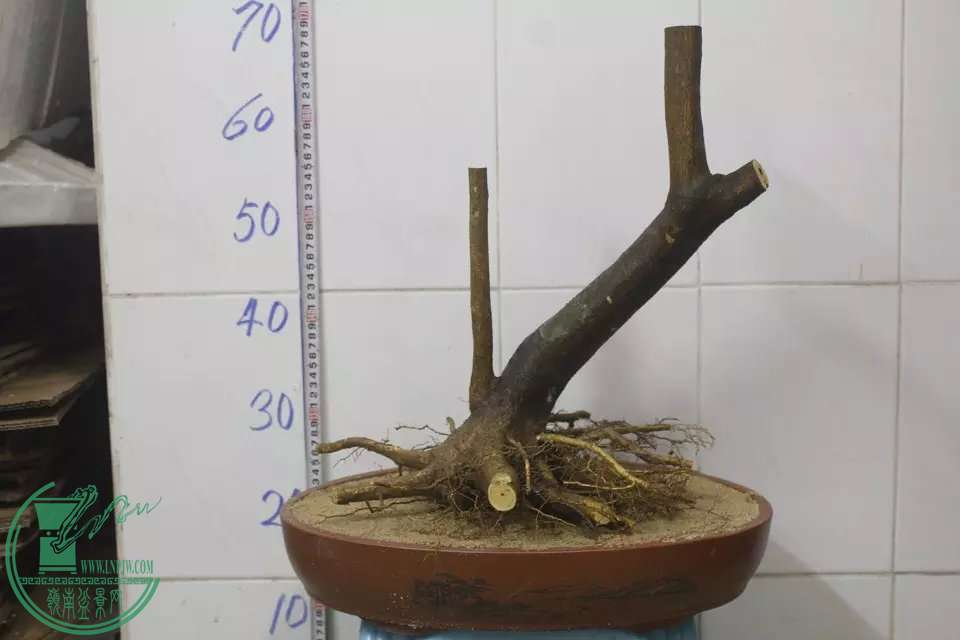 psb (3).jpg
