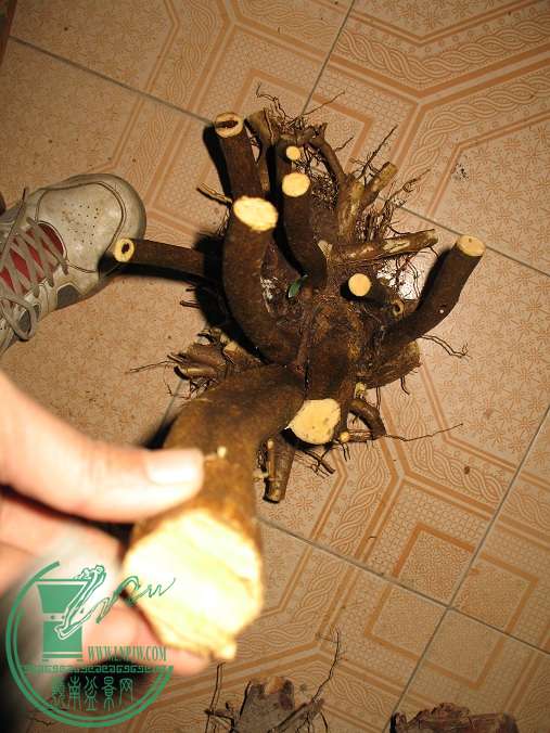 033.JPG