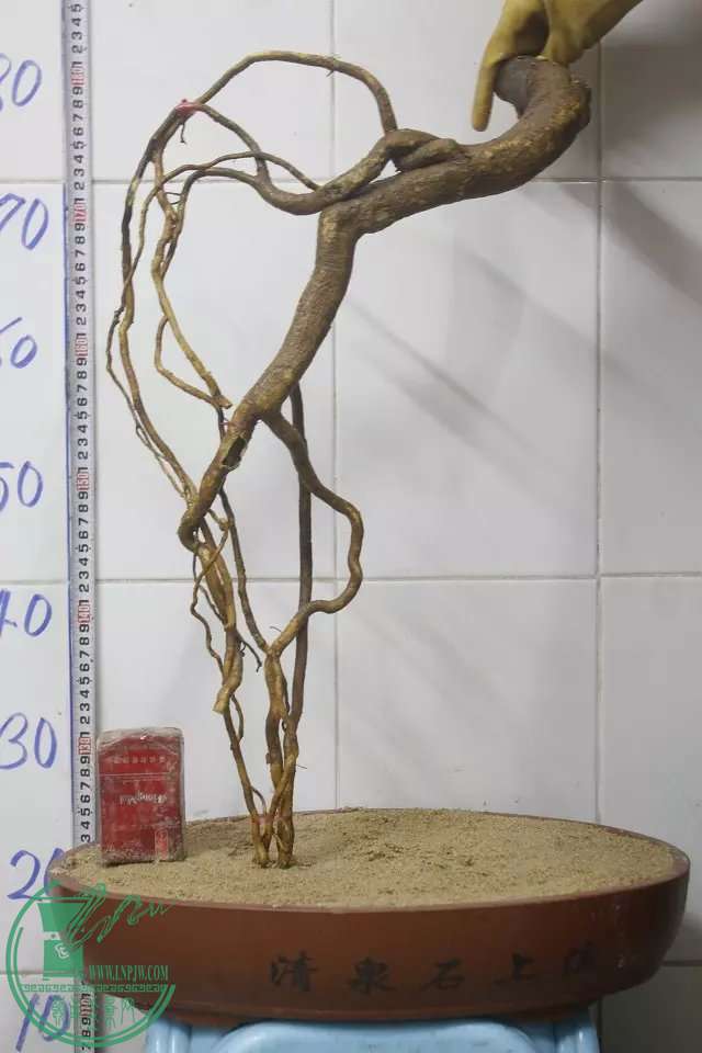 psb (2).jpg