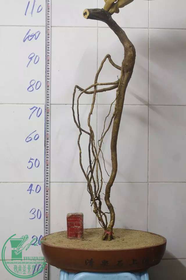 psb (4).jpg