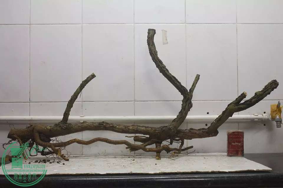 psb (1).jpg