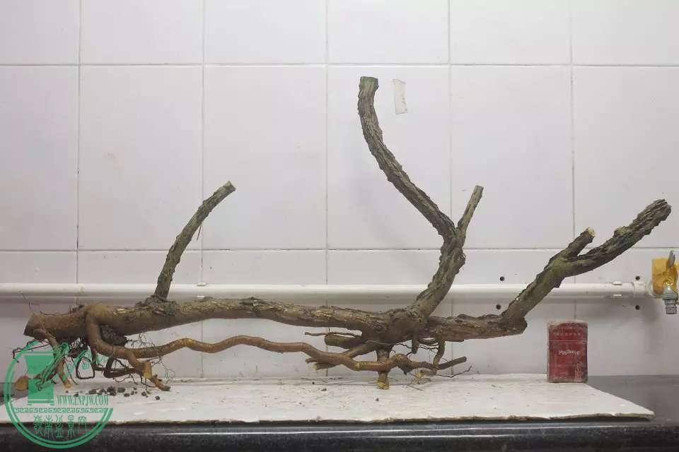 psb (2).jpg