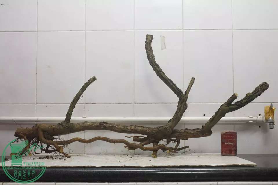 psb (3).jpg