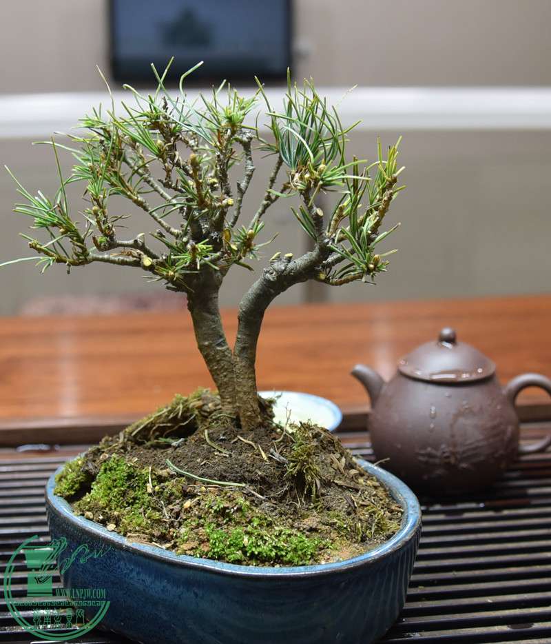 DSC_2326.JPG