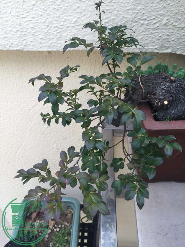 IMG_7149_С.JPG