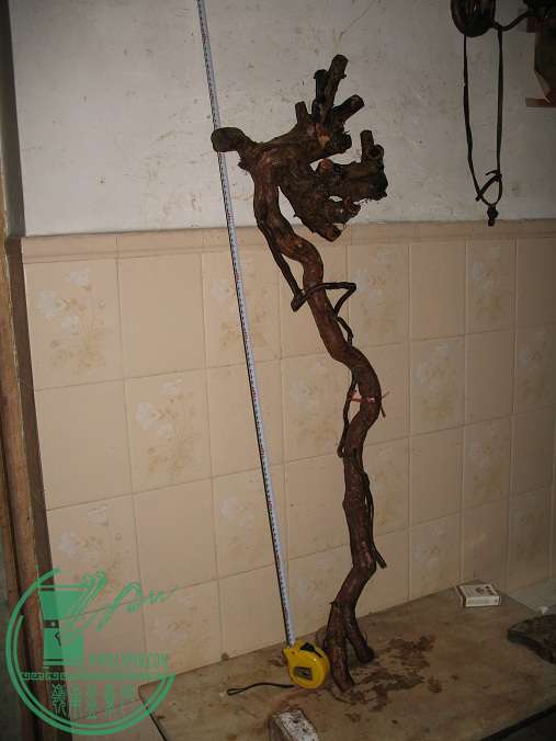 009.JPG