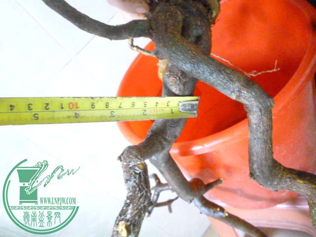 P1150761.JPG