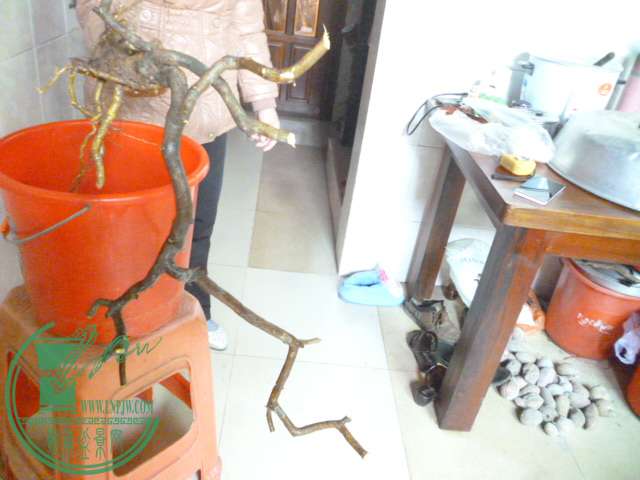 P1150756.JPG