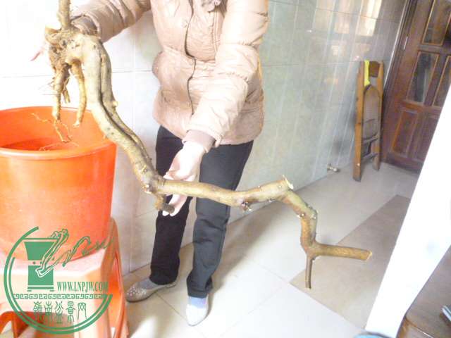 P1150742.JPG