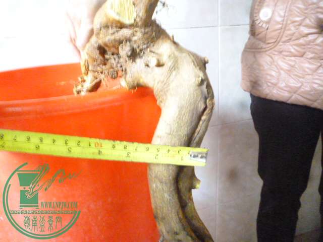 P1150748.JPG