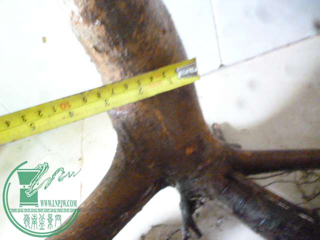 P1150770.JPG